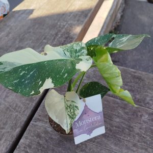 Monstera Thai Constellation’