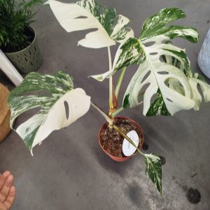 Monstera deliciosa