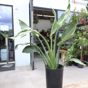Strelitzia